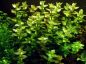 Preview: Bacopa caroliniana/ Carolina-Fettblatt